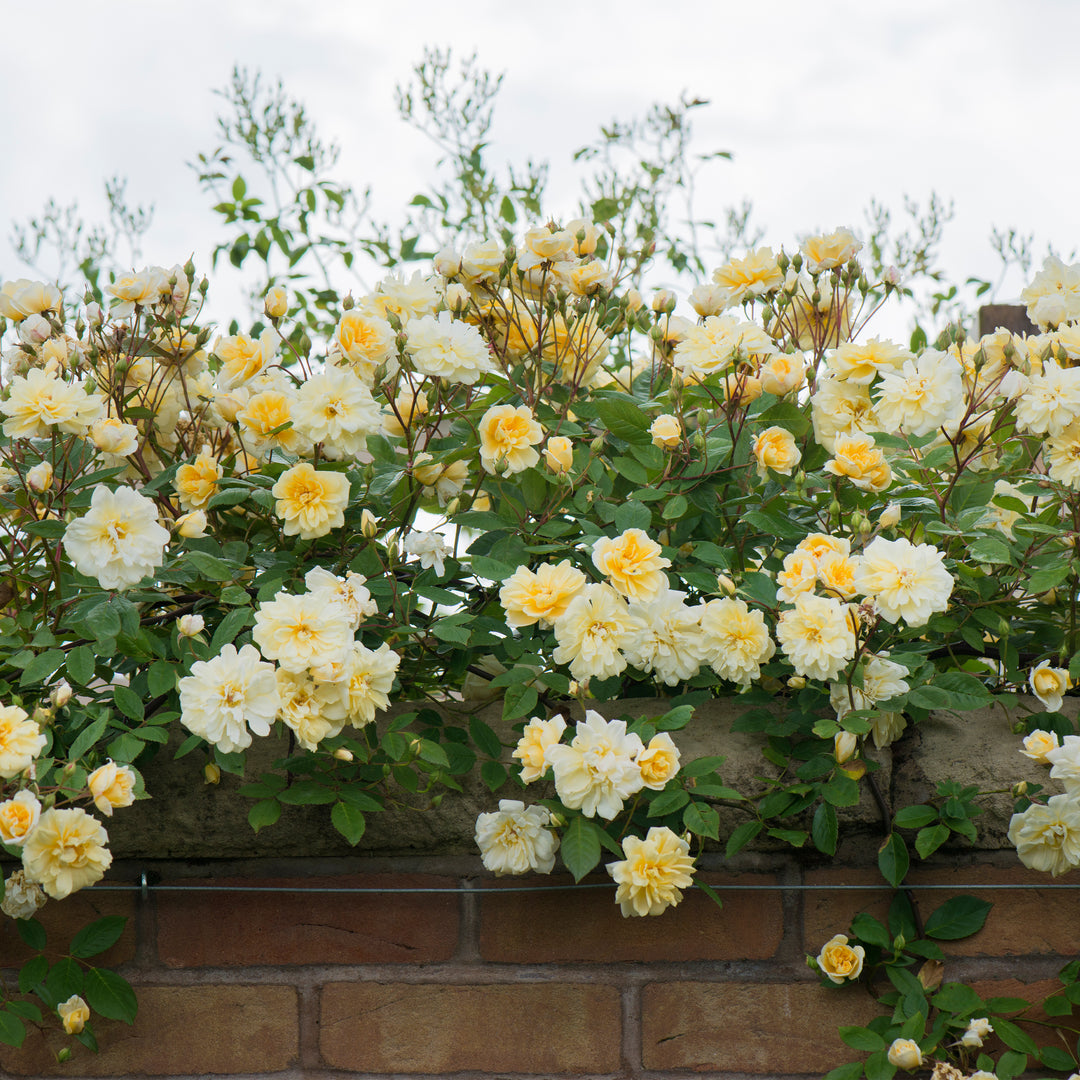 David Austin Malvern Hills® Climbing Rose