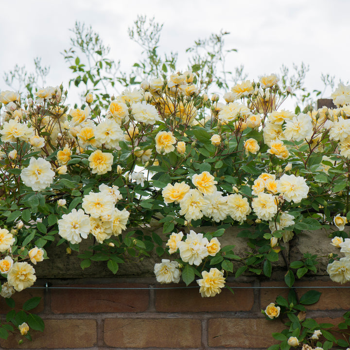 David Austin Malvern Hills® Climbing Rose