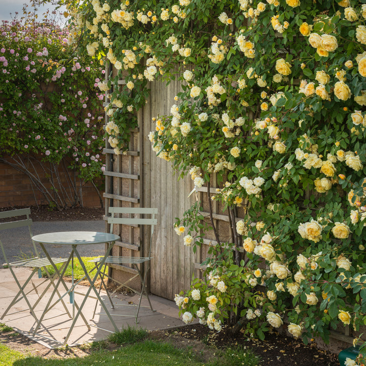 David Austin Malvern Hills® Climbing Rose