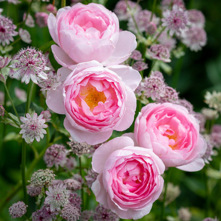 David Austin Scepter'd Isle® Rose