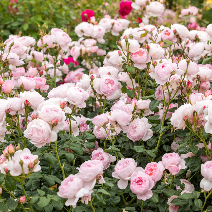 David Austin Scepter'd Isle® Rose