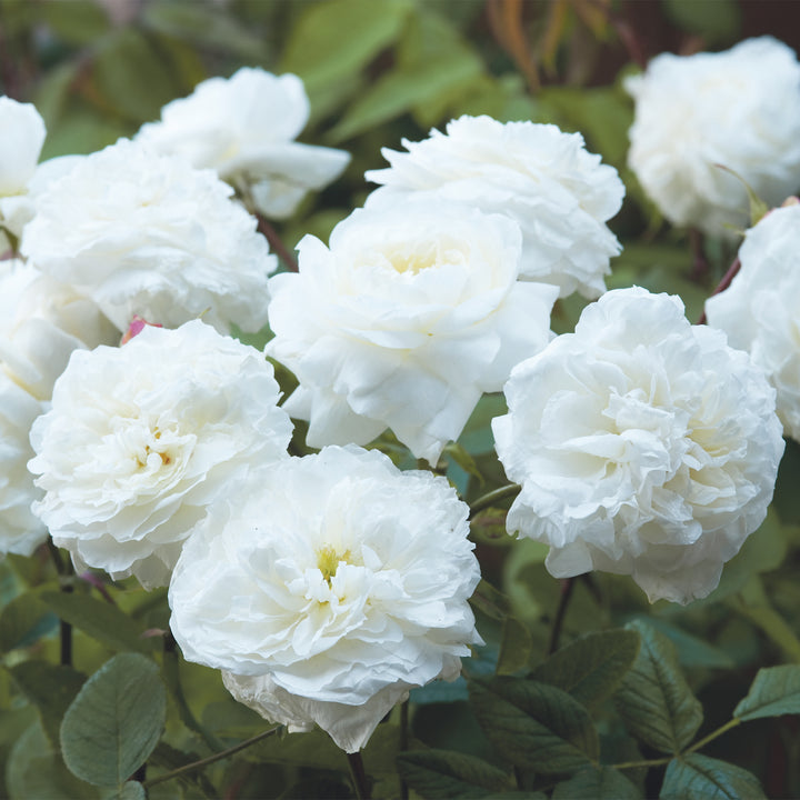 David Austin Susan Williams-Ellis® Rose