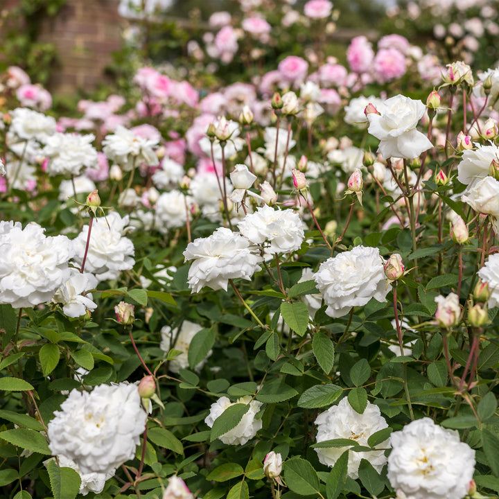 David Austin Susan Williams-Ellis® Rose