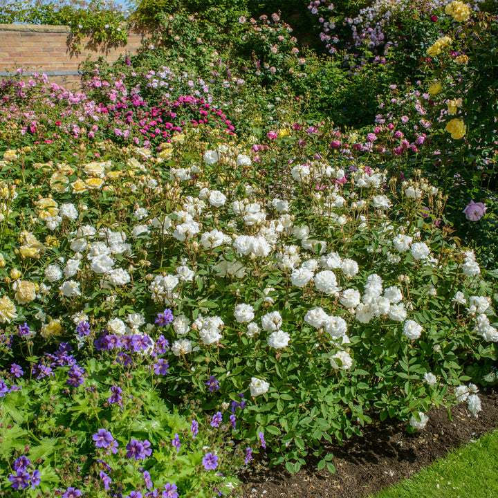 David Austin Susan Williams-Ellis® Rose