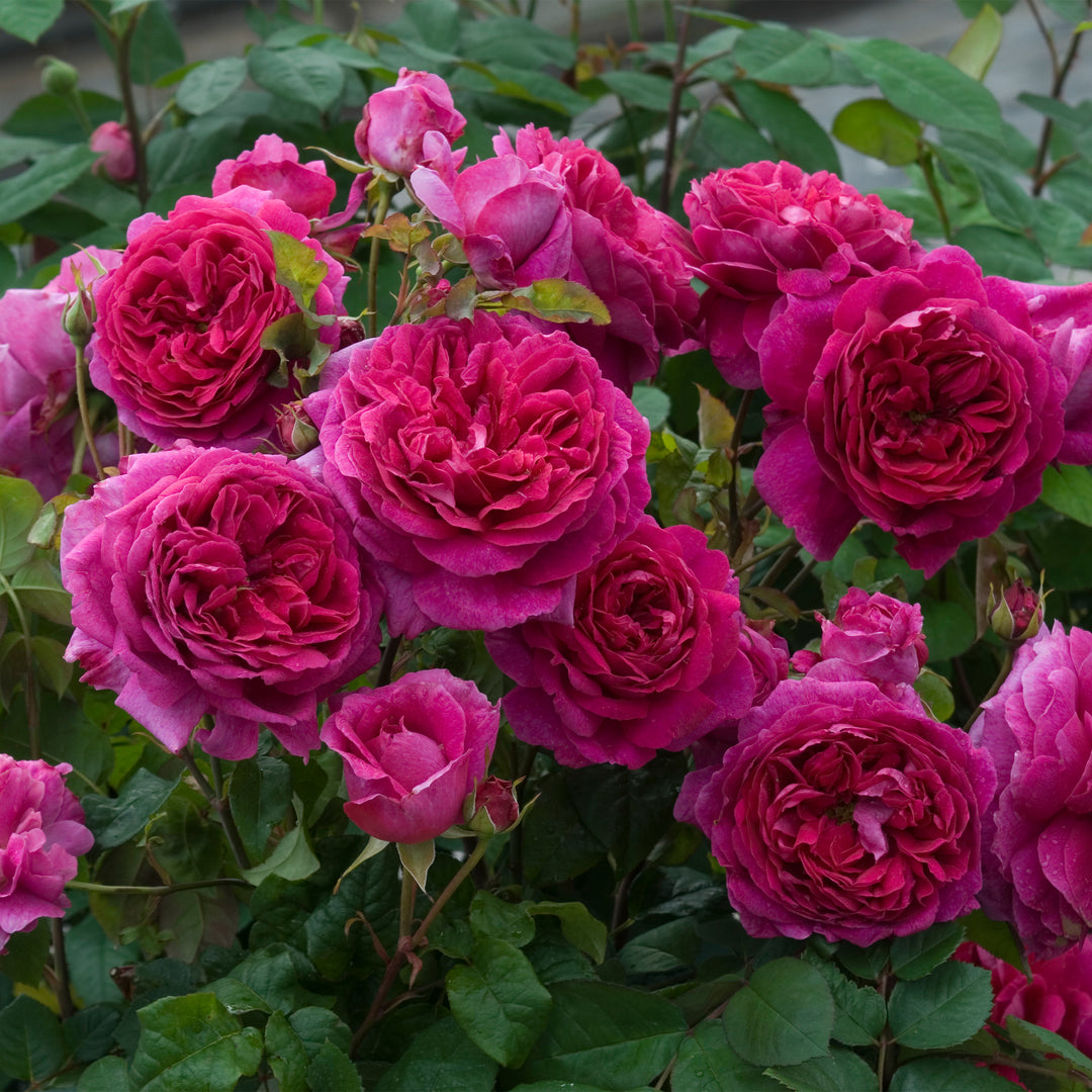 David Austin Young Lycidas® Rose