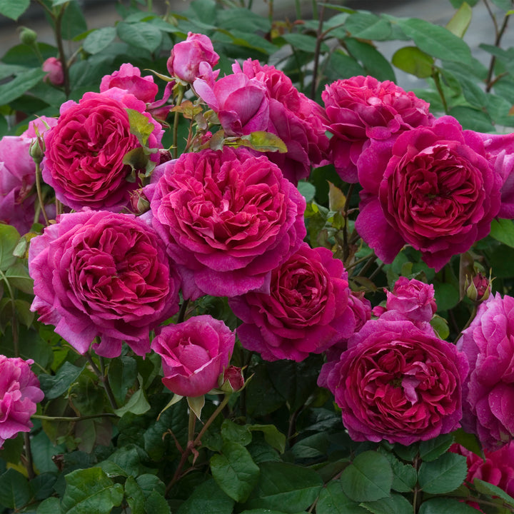 David Austin Young Lycidas® Rose