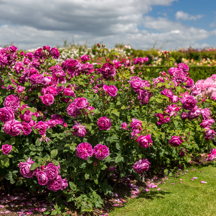 David Austin Young Lycidas® Rose
