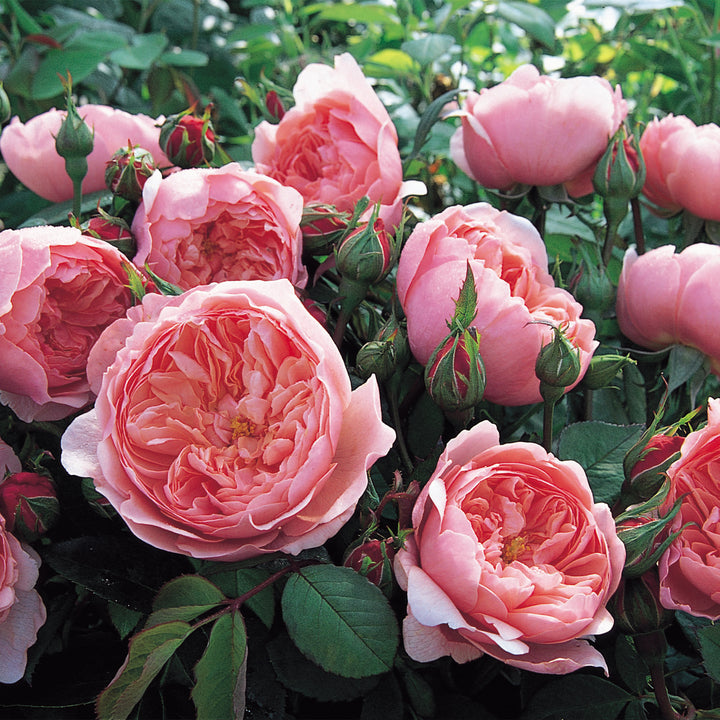David Austin Alnwick® Rose