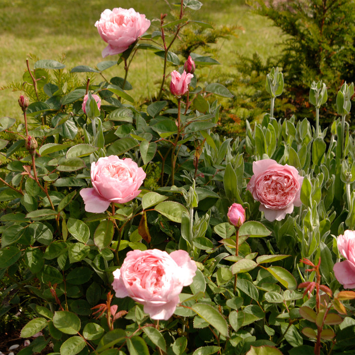 David Austin Alnwick® Rose