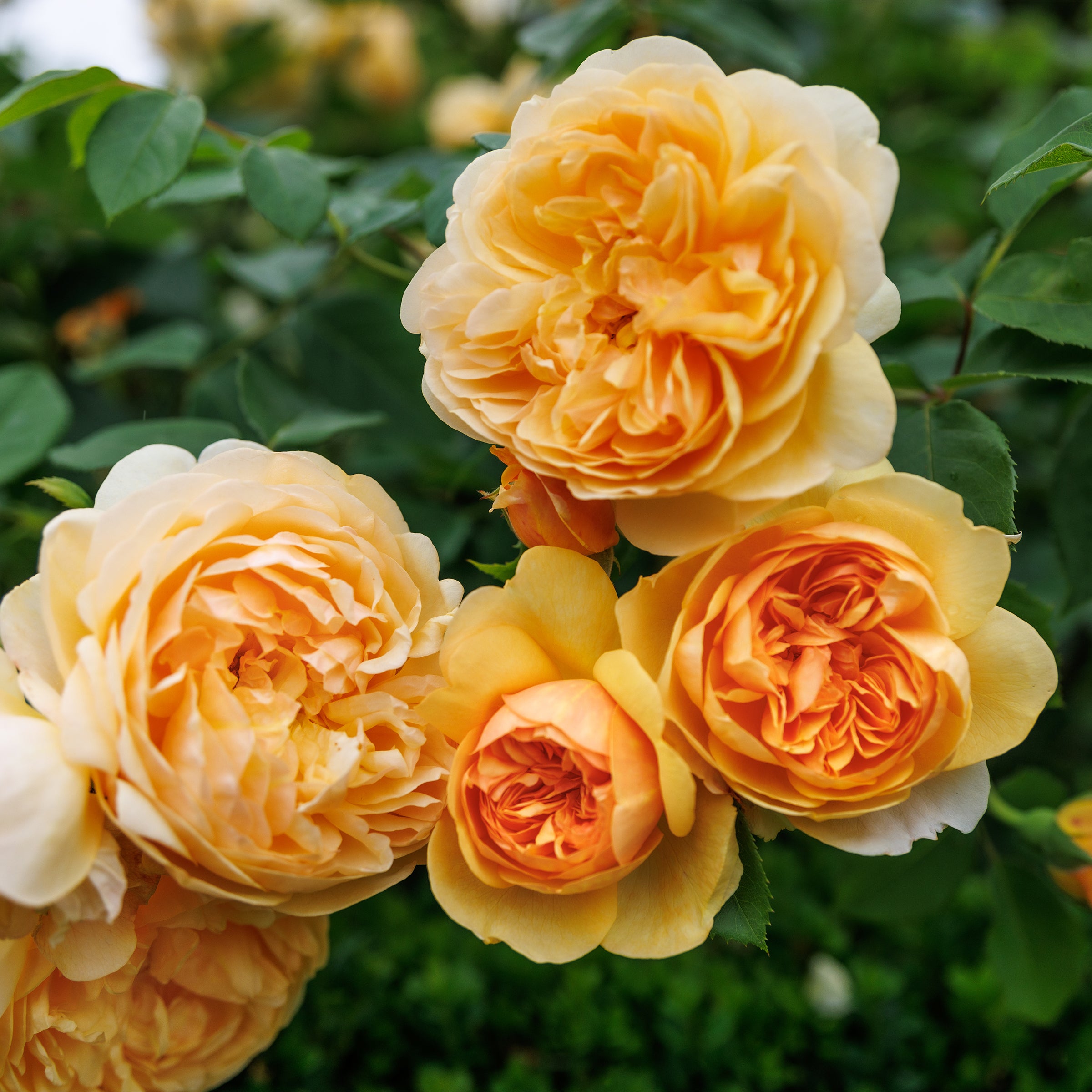 David Austin Roses Bring Me Sunshine English Shrub Rose - Thumbnail 3