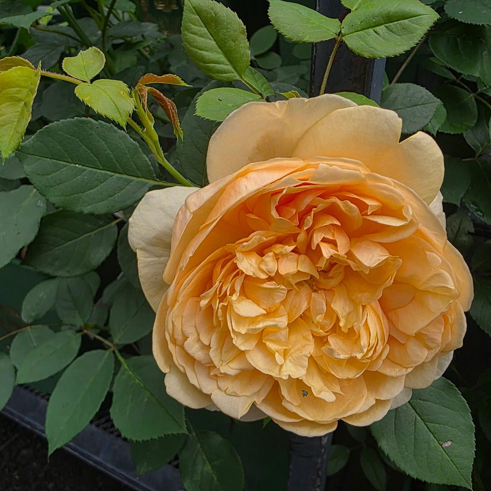 David Austin Roses Bring Me Sunshine English Shrub Rose