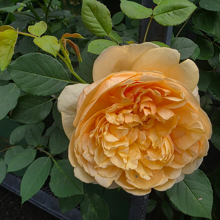 David Austin Bring Me Sunshine® Rose