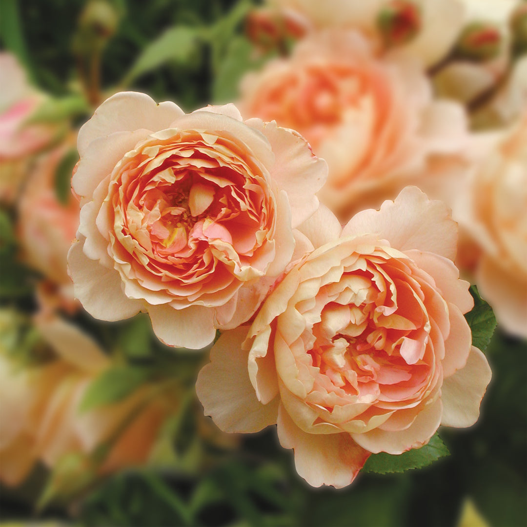 David Austin Carding Mill® Rose