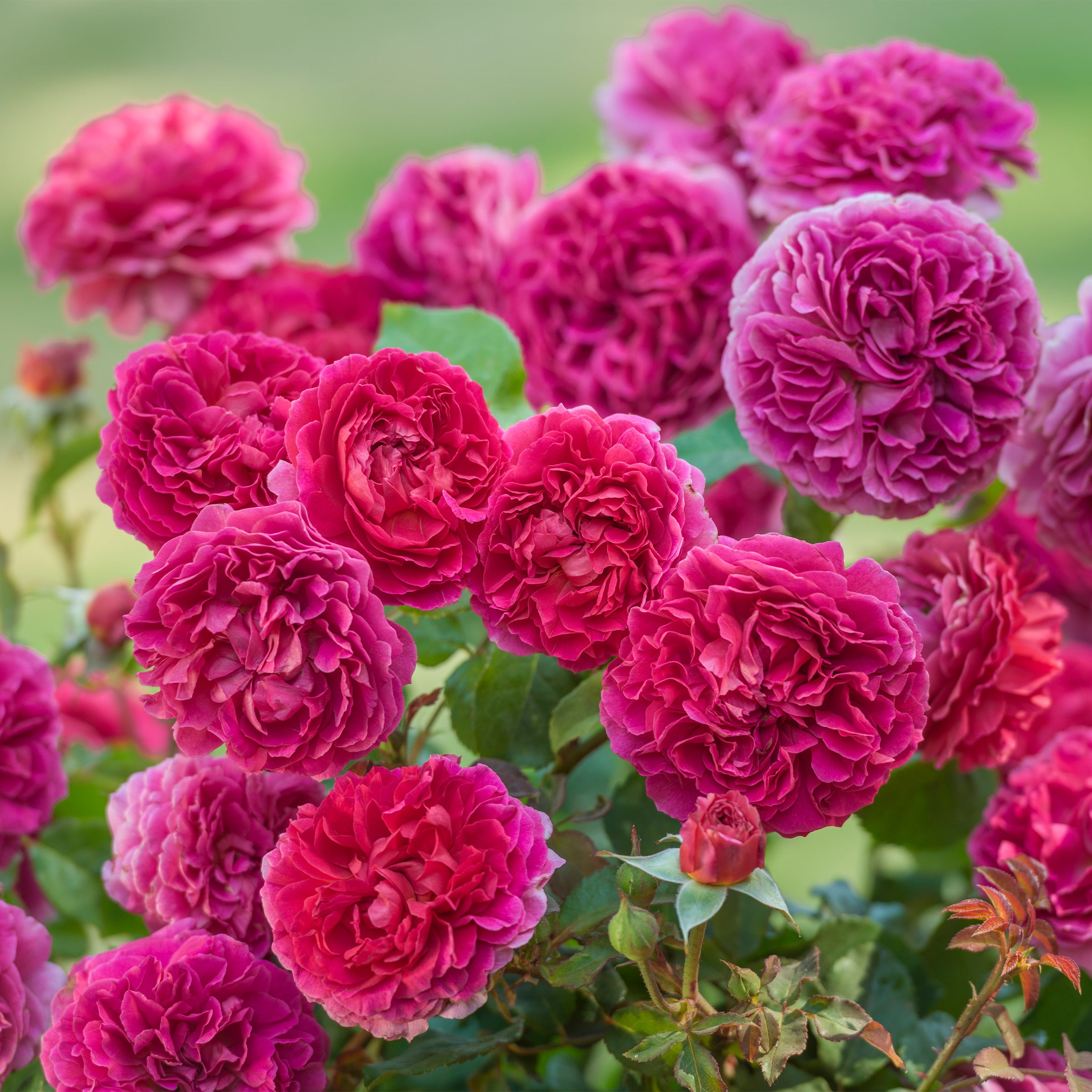 David Austin Gabriel Oak® Rose – Gasper Home & Garden