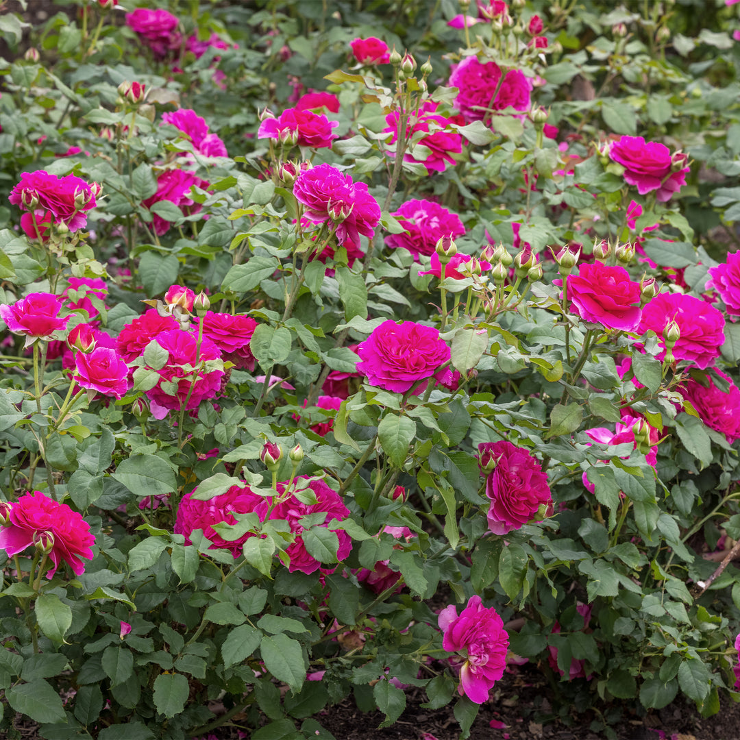 David Austin Gabriel Oak® Rose