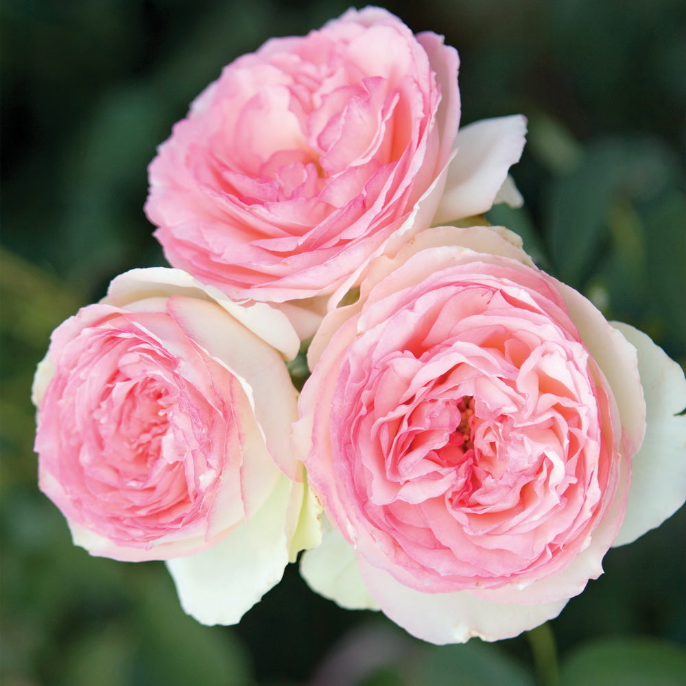 Eden Climber® Climbing Rose