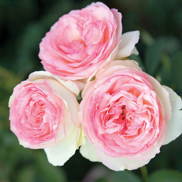Eden Climber® Climbing Rose