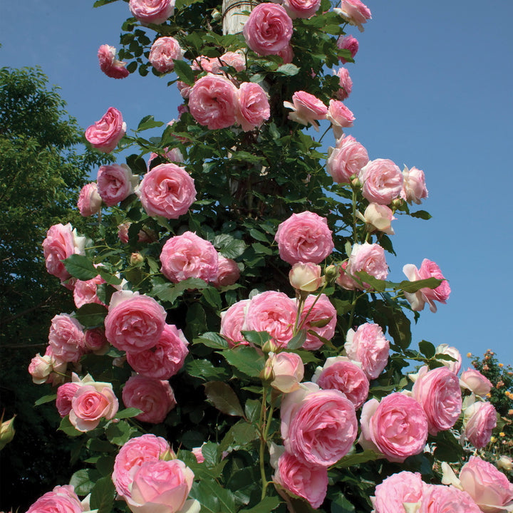Eden Climber® Climbing Rose