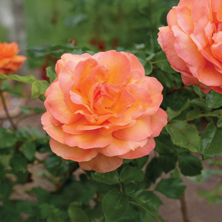 Arborose® Tangerine Skies™ Climbing Rose