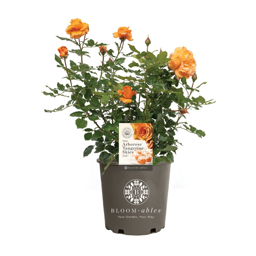 Arborose® Tangerine Skies™ Climbing Rose