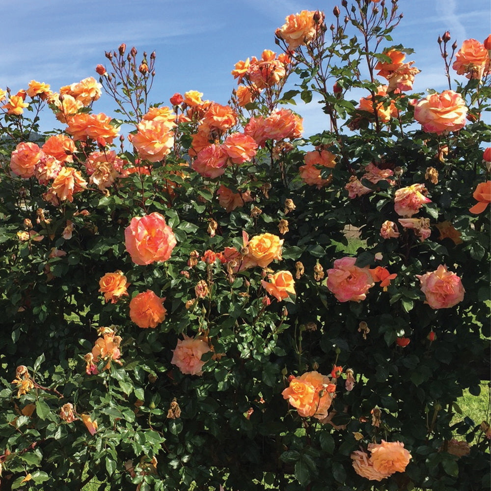 Arborose Climbing Rose - Thumbnail 3