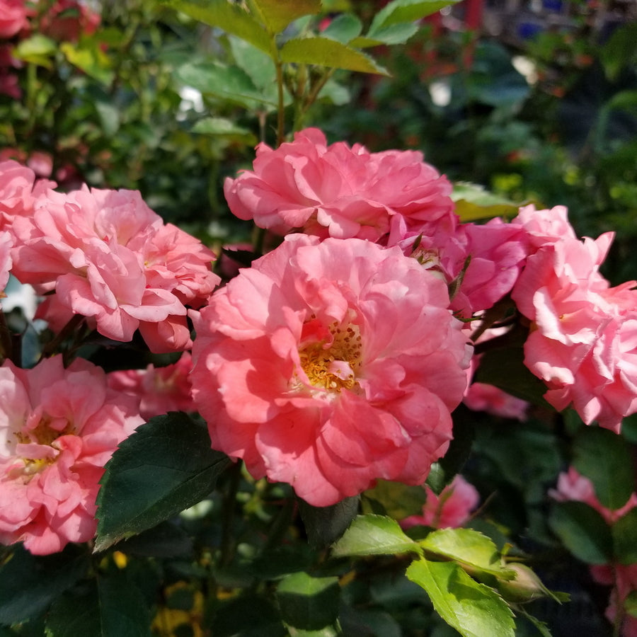 Coral Drift® Rose - Tree Form