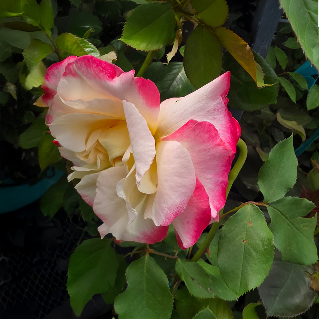 Double Delight™ Rose - Tree Form