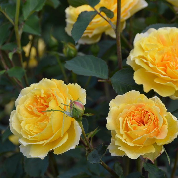 David Austin Molineux® Rose - Tree Form