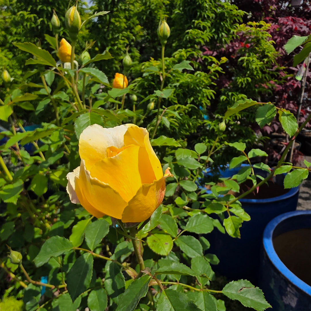 David Austin Molineux® Rose - Tree Form