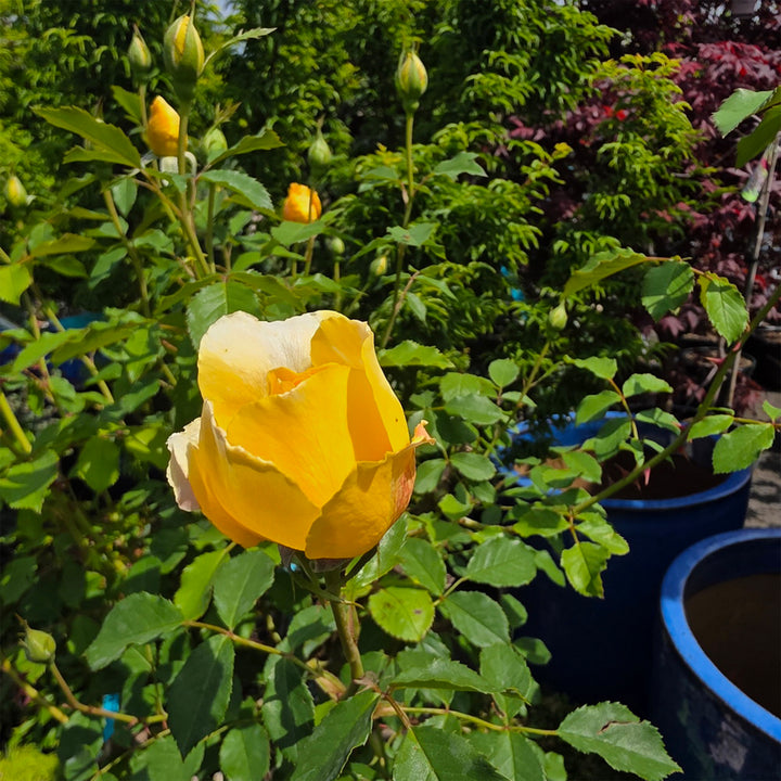 David Austin Molineux® Rose - Tree Form