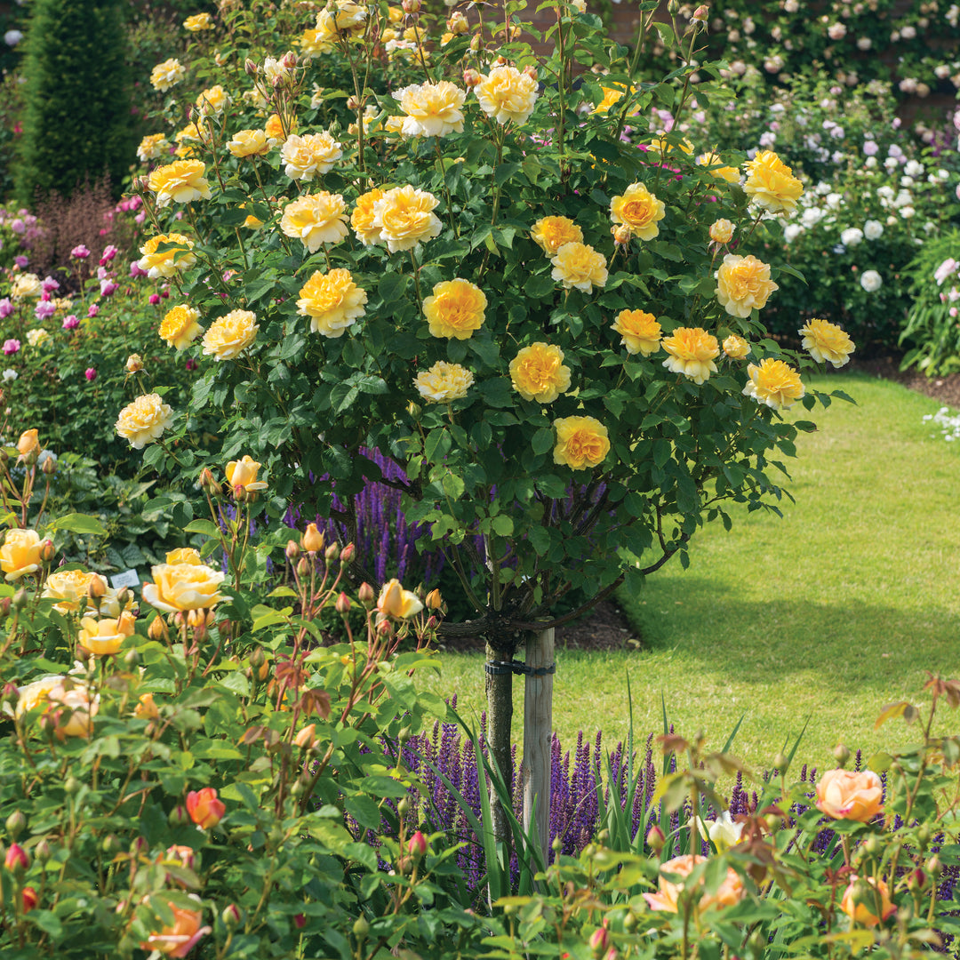 David Austin Molineux® Rose - Tree Form