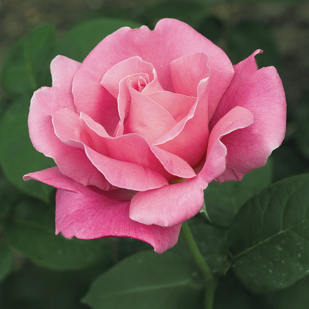 Perfume Delight™ Rose - Tree Form