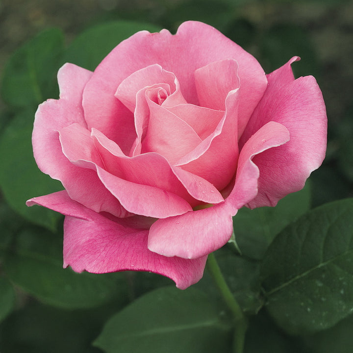 Perfume Delight™ Rose - Tree Form