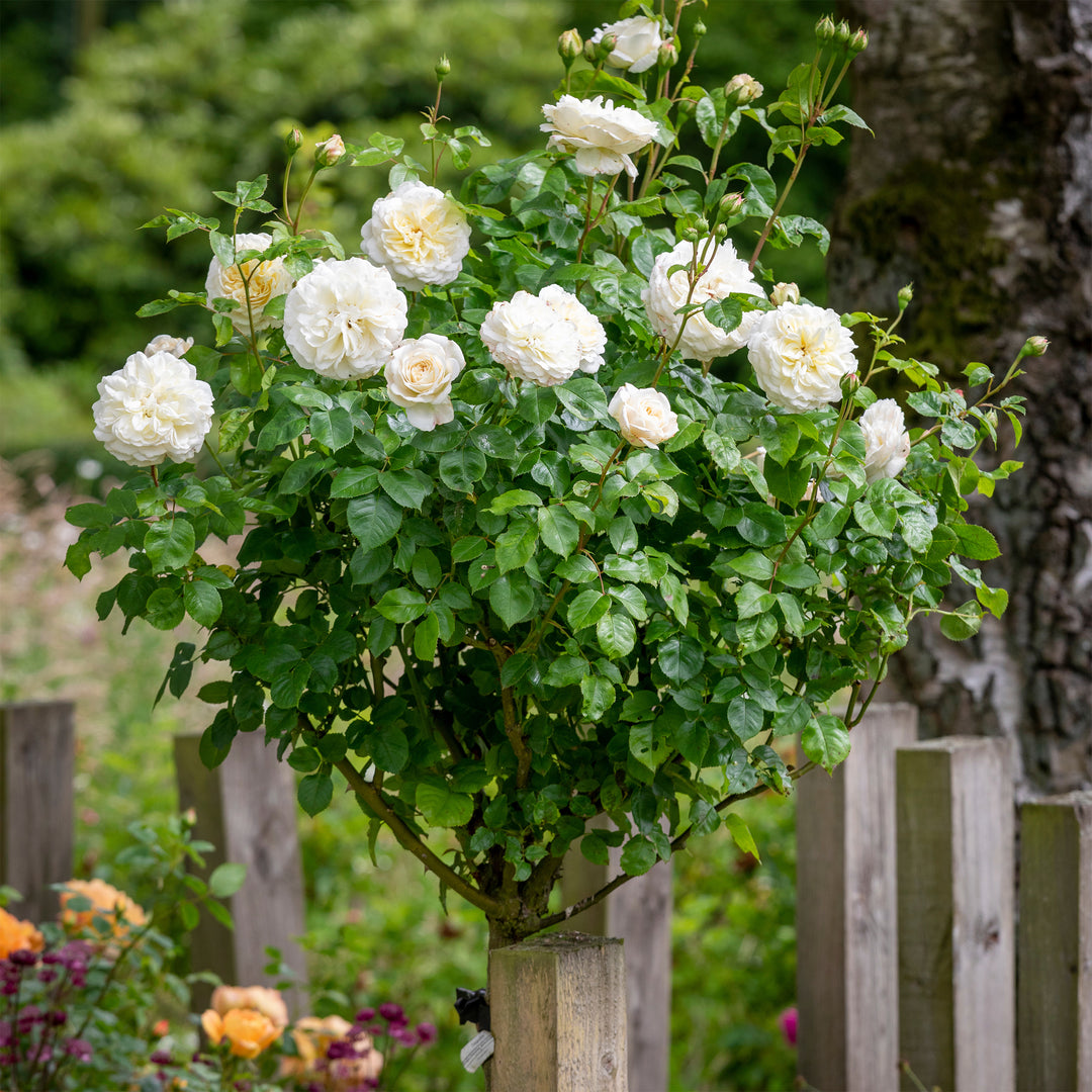 David Austin Tranquility® Rose - Tree Form