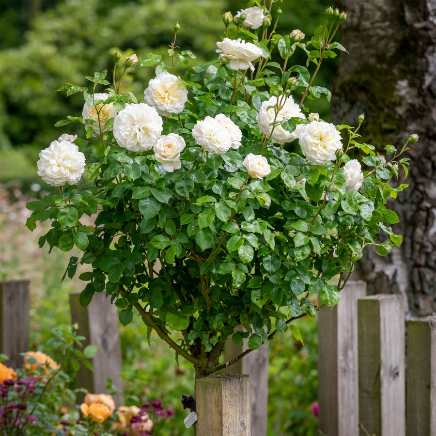 David Austin Tranquility® Rose - Tree Form