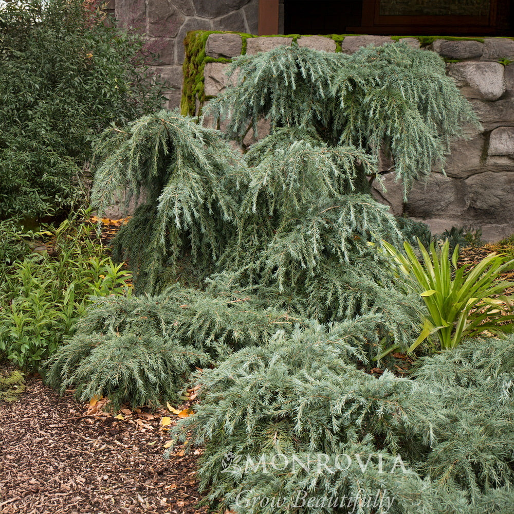 Feelin' Blue Deodar Cedar