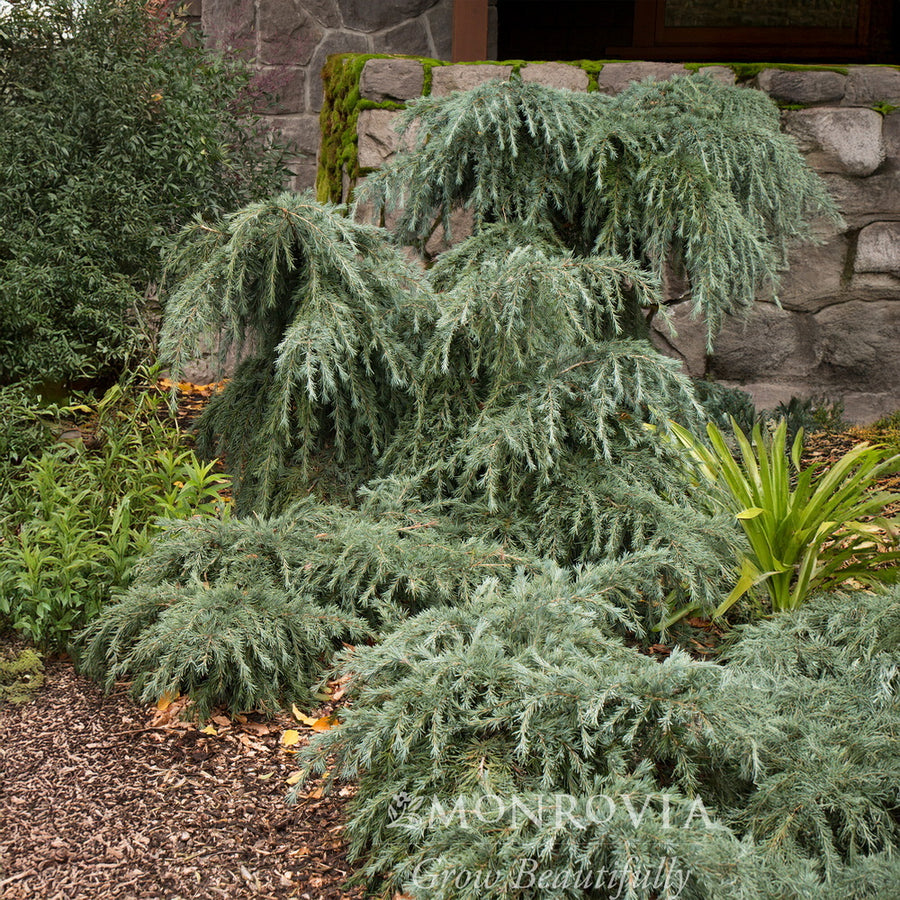 Feelin' Blue Deodar Cedar