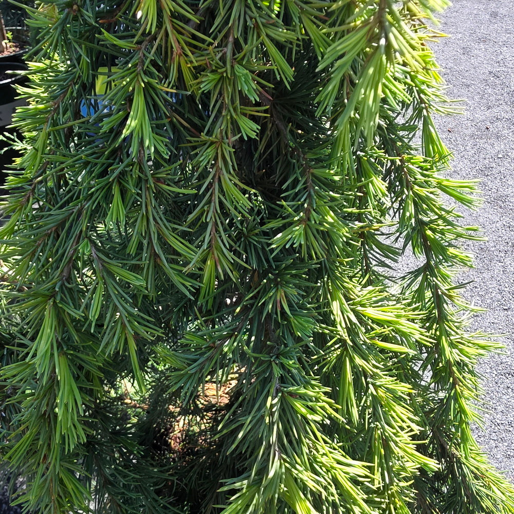 Feelin' Blue Deodar Cedar
