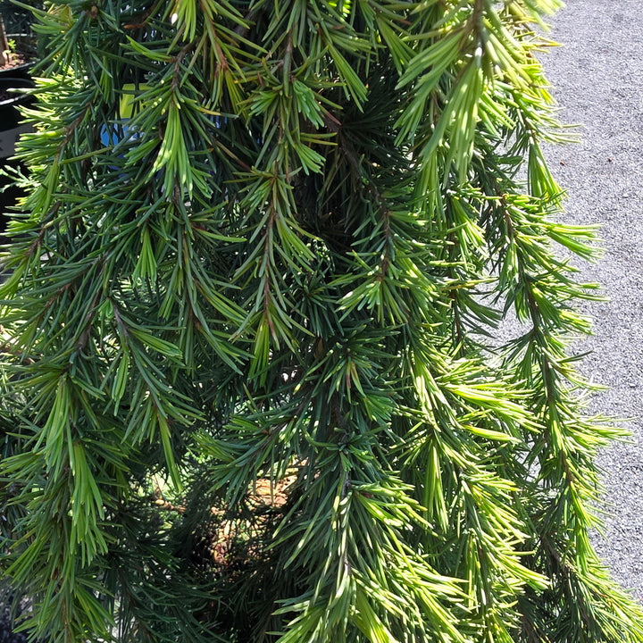 Feelin' Blue Deodar Cedar