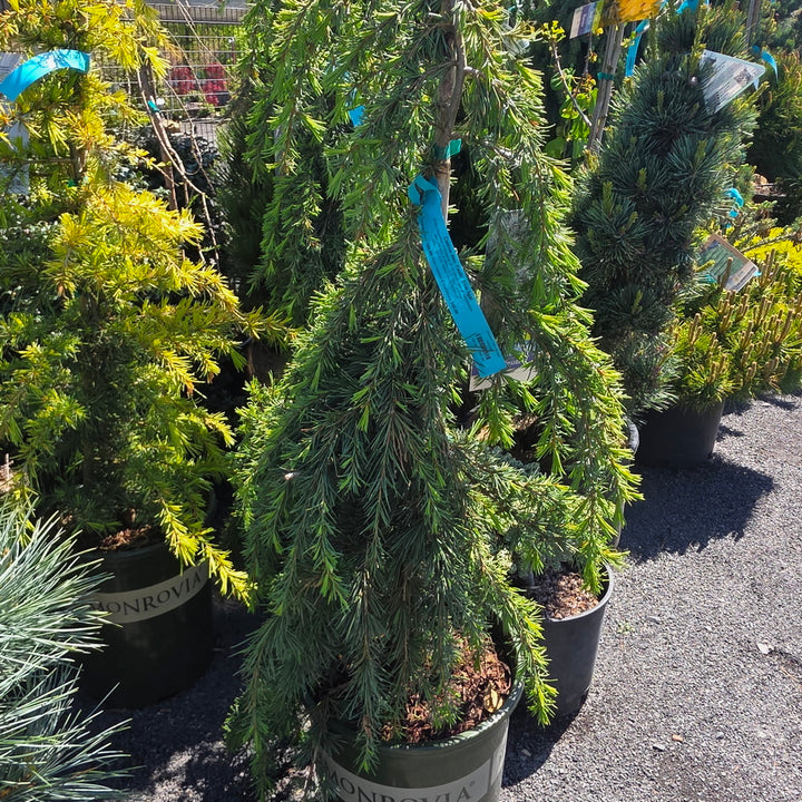 Feelin' Blue Deodar Cedar