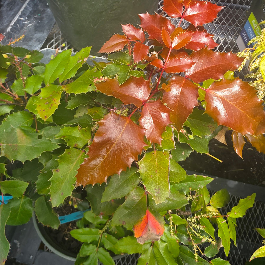 Oregon Grape Holly