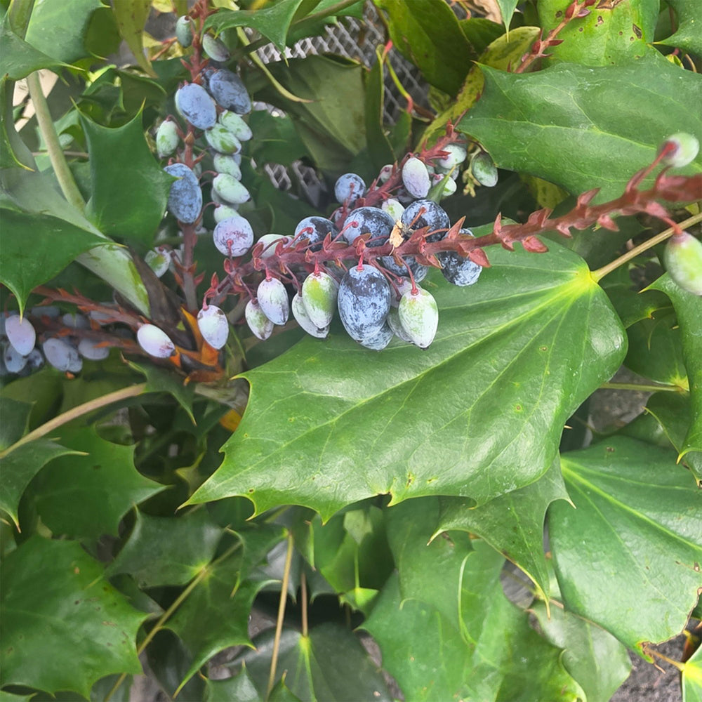 Oregon Grape Holly