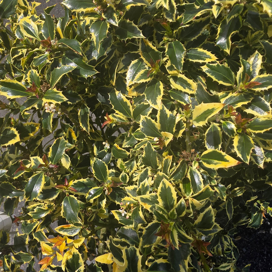 Gold Coast® English Holly