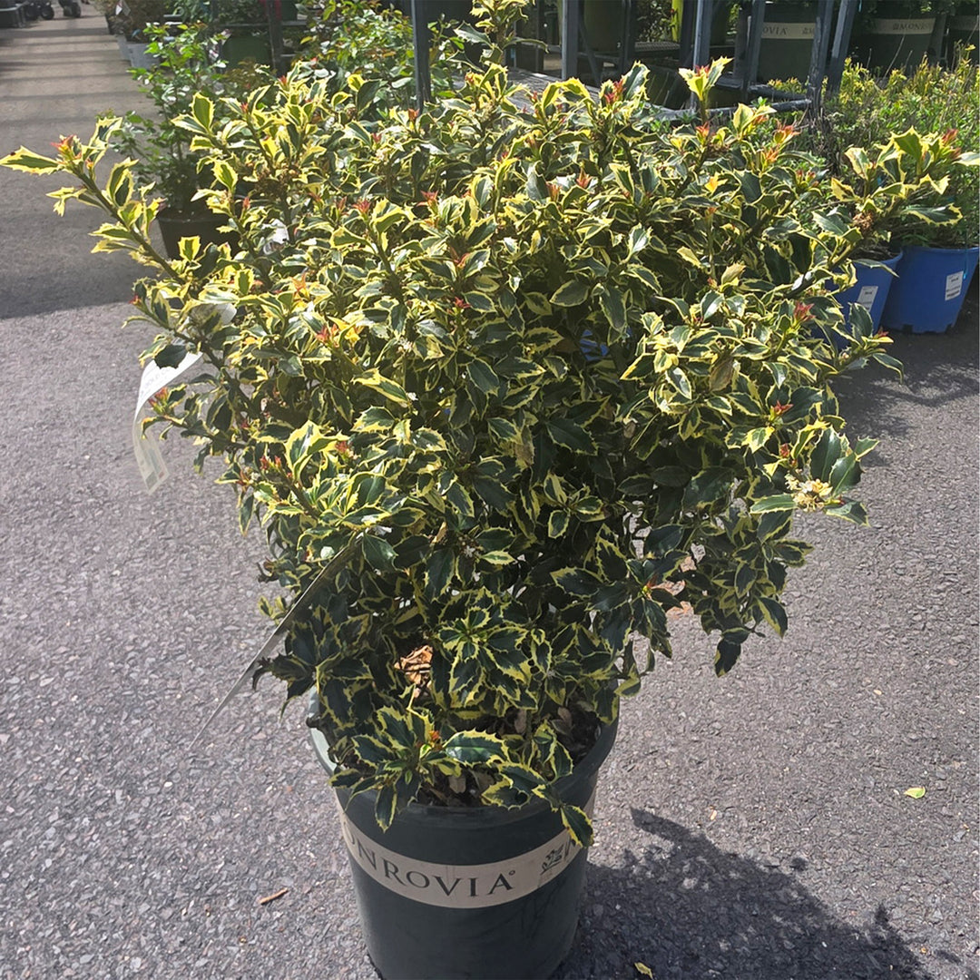 Gold Coast® English Holly