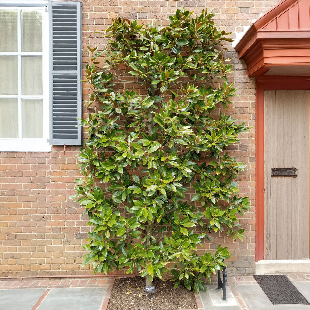 little gem magnolia planted next to house Little Gem Dwarf Southern Magnolia – Gasper Home & Garden