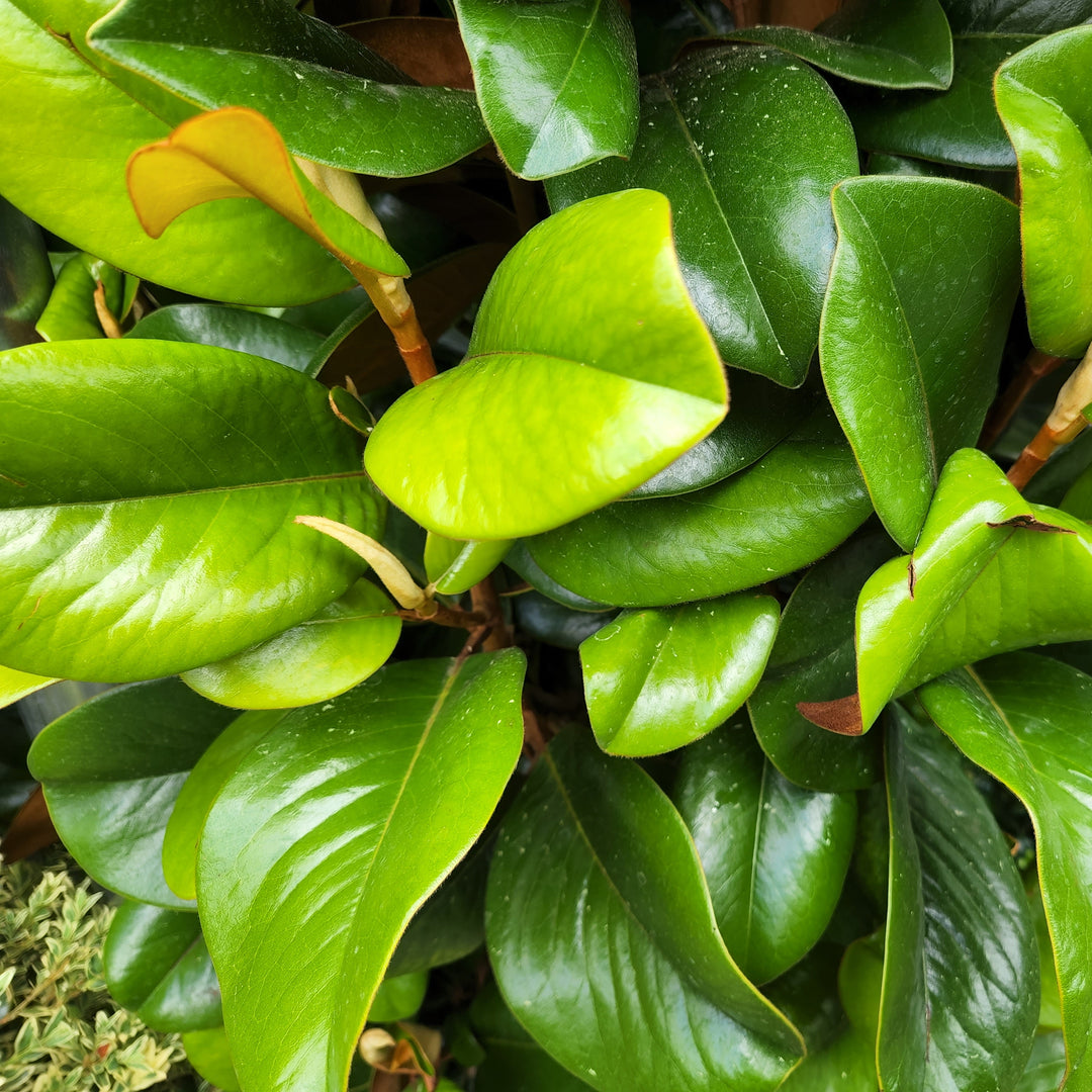 Teddy Bear® Southern Magnolia