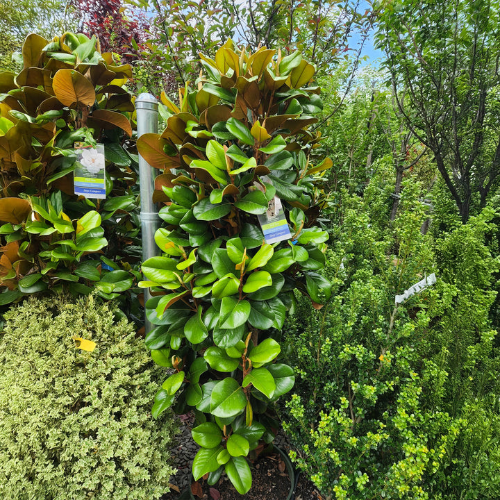 Teddy Bear® Southern Magnolia