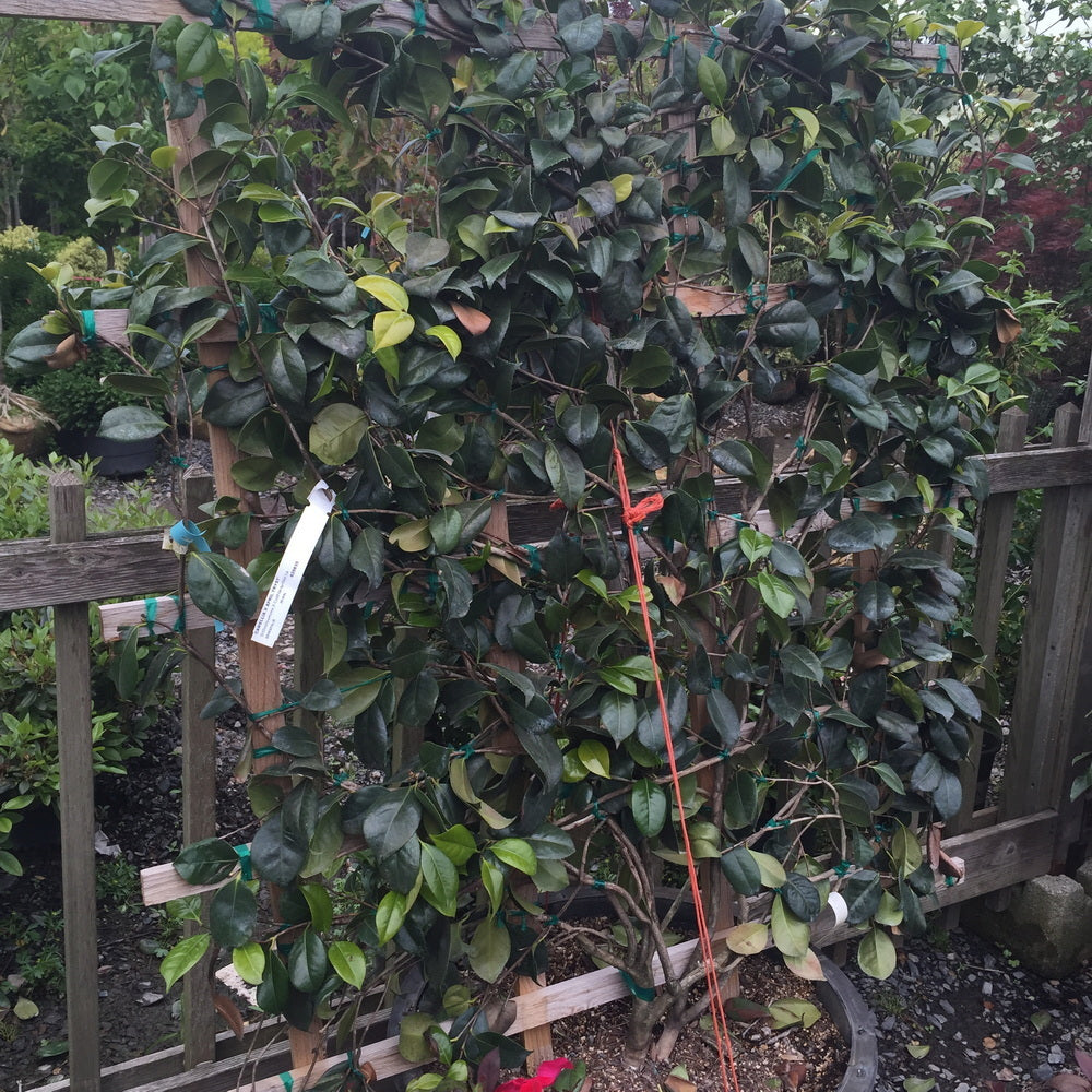 April Tryst Camellia