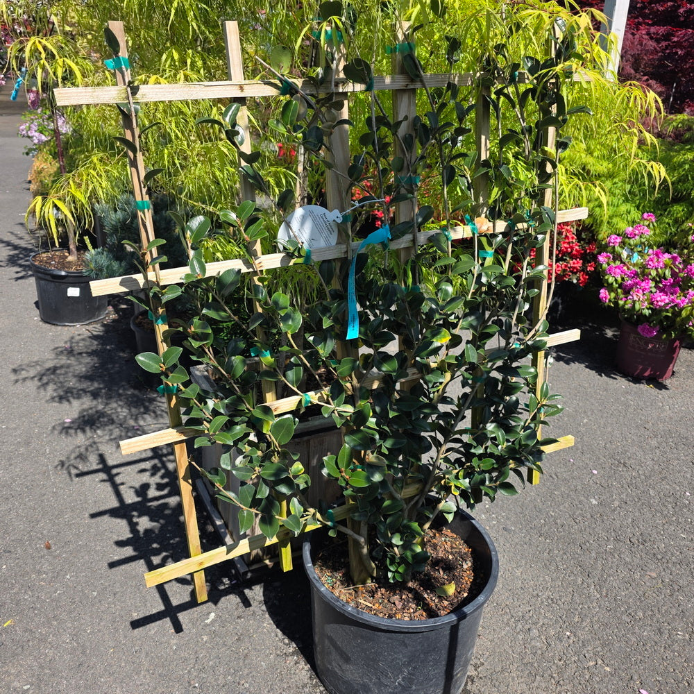 Rose of Autumn Camellia - Espalier Form