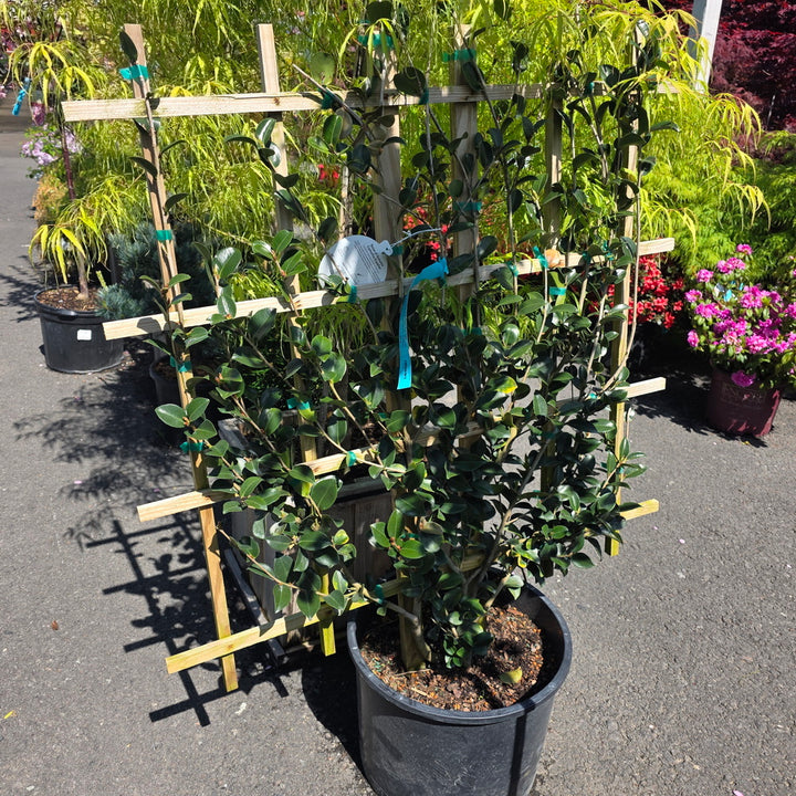 Rose of Autumn Camellia - Espalier Form